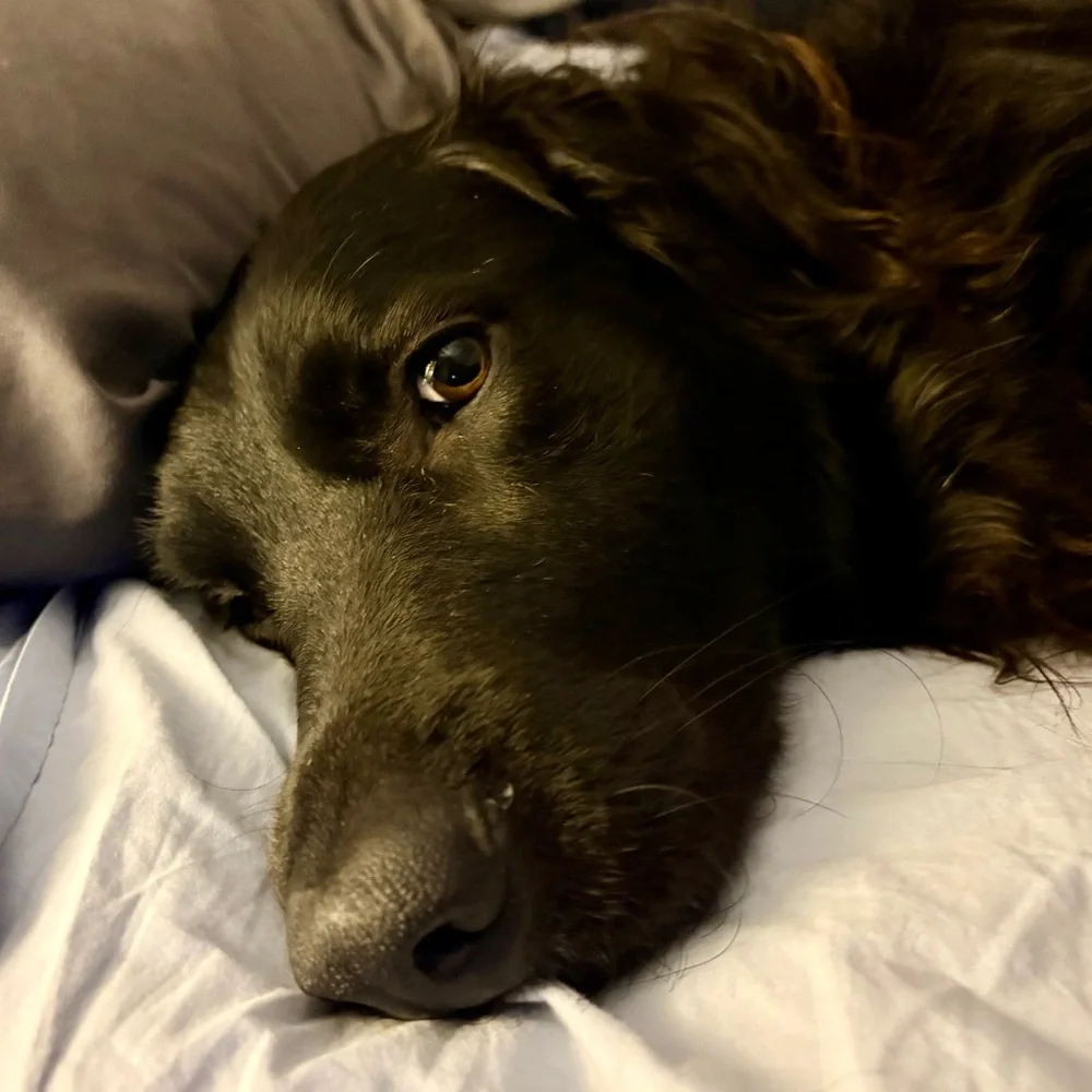 Keychain/Bag Charm For Our Fur Babies Medical Bills💕🐾💕🐾 - Picture 9 of 15